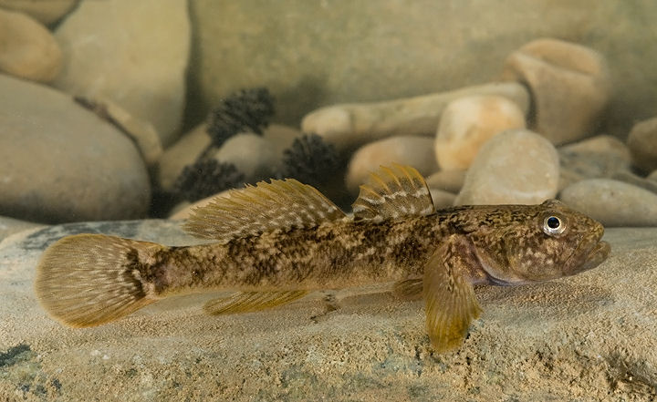 Padogobius nigricans (Ghiozzo di ruscello)